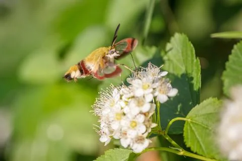 One hornworm moth-hawk in flight over the flower looking for nectar on a summ Stock Photos
