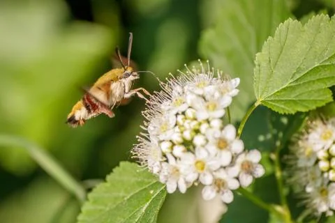 One hornworm moth-hawk in flight over the flower looking for nectar on a summ Stock Photos