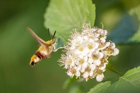 One hornworm moth-hawk in flight over the flower looking for nectar on a summ Stock Photos