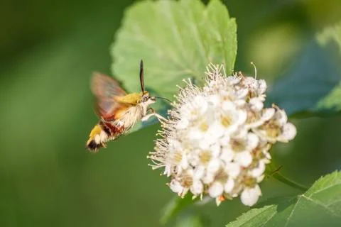 One hornworm moth-hawk in flight over the flower looking for nectar on a summ Stock Photos