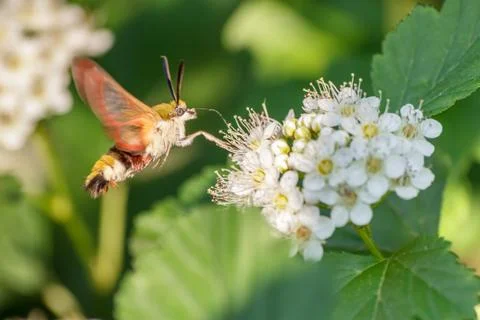 One hornworm moth-hawk in flight over the flower looking for nectar on a summ Stock Photos