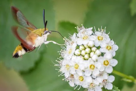 One hornworm moth-hawk in flight over the flower looking for nectar on a summ Stock Photos