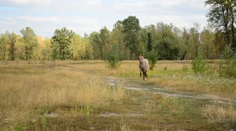 One horse in a field Video stock 66586348