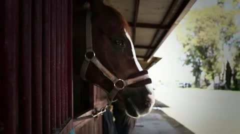 One horse with the head outside of the stable. Stock Footage 20644896