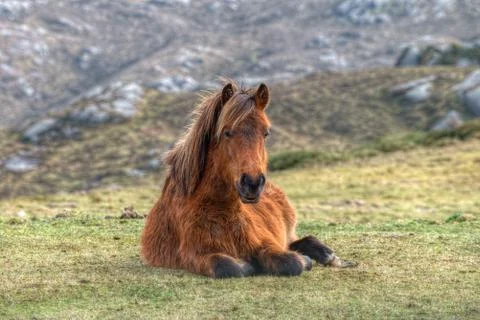 One horse lying in the grass Stock Photos