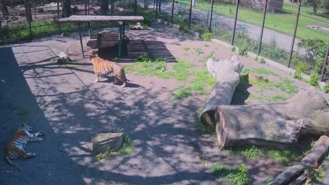 One hot day, two large spotted tigers are resting in a cage. Stock Footage 154735811