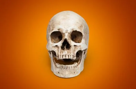 One human skull Stock Photos
