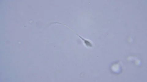 One human sperm under Bright field Microscope 스톡 동영상 80312763