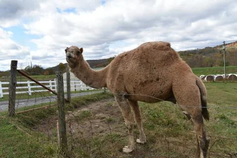 One hump or two Foto stock