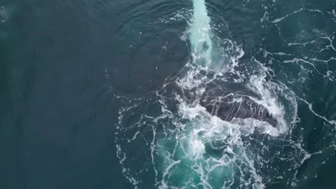 One Humpback Whale eating and dives. Stock Footage 196991678