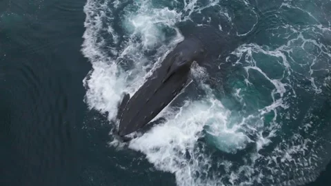 One Humpback Whale eating and dives. Aerial close up shot. Stock Footage 196992254