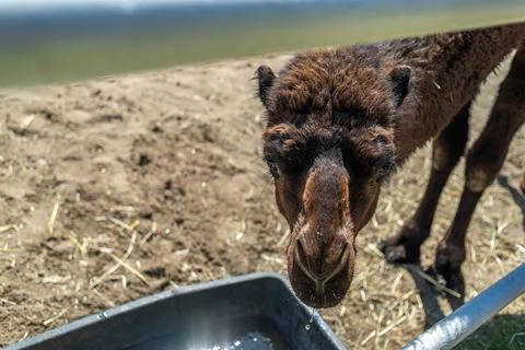 A one-humped camel in a paddock, stretching its neck at the viewer. Close-u.. Stock Photos