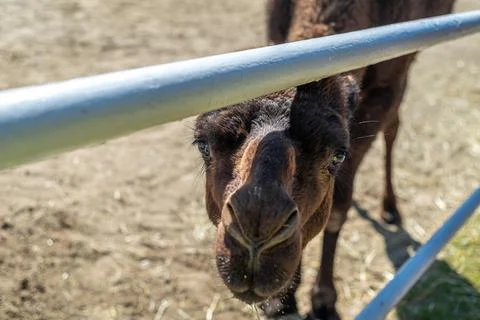 A one-humped camel in a paddock, stretching its neck at the viewer. Close-u.. Stock Photos