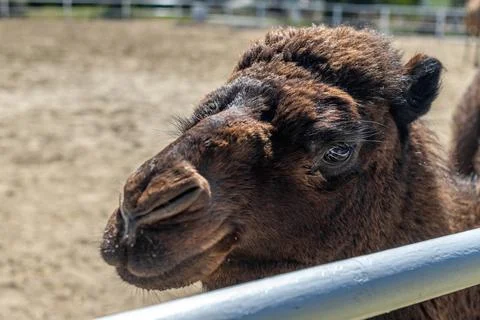A one-humped camel in a paddock, stretching its neck at the viewer. Close-u.. Foto stock