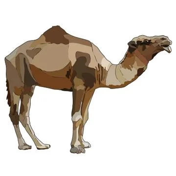 One humped camel in vector Stock Illustration