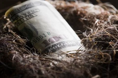 One hundred dollar bill in bird's nest Stock Photos