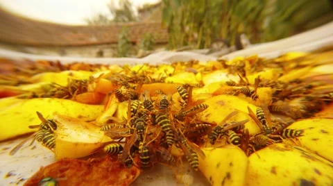 One Hundred Wasps Gobble up Chopped Apples Close up Stock Footage 67230374