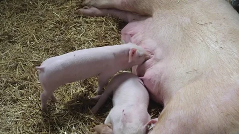 One Hungry Piglet Video stock 80458410