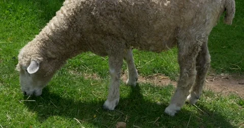 One hungry sheep joined by two more hungry sheep. Stock Footage 133006186