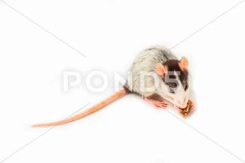 One Husky Rat on White Background Stock Photos