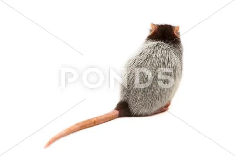 One Husky Rat on White Background Stock Photos