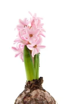 One hyacinth Foto stock