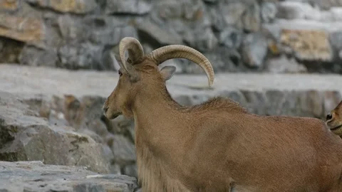 One ibex stands close and sticks out its tongue toward another ibex inside a zoo Stock Footage 325790186