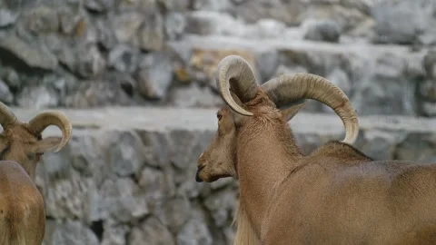 One ibex stands close and sticks out its tongue toward another ibex inside a zoo Stock Footage 325790192