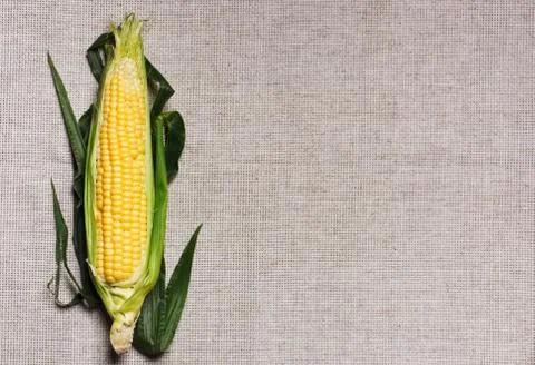 One indian corn ear on gray linen canvas, with copy space design ready Foto stock