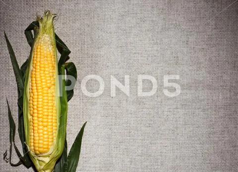 One indian corn ear on gray linen canvas, with copy space design ready Stock Photos