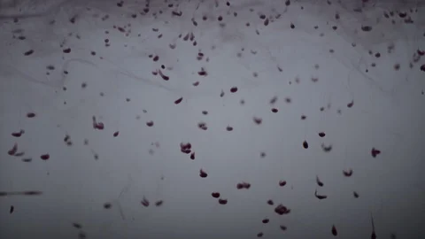 One ink flow, infusion red and green dye cloud or smoke, ink inject on white in  Stock Footage 97311668