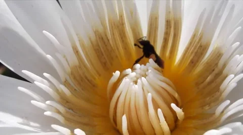 One insect pollinating a flower Video stock 44557933