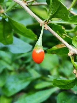 One islolated small red wolfberry like raindrop on the branch in the garden Stock Photos