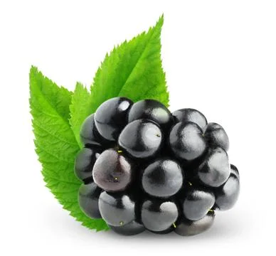 One isolated blackberry with leaves Foto stock