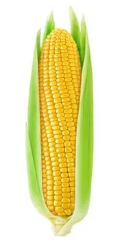 One isolated corn with leaves Foto stock