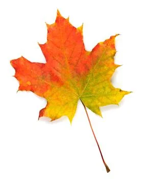 One isolated maple lea One isolated maple leaf for design Copyright: xZoon... Stock Photos