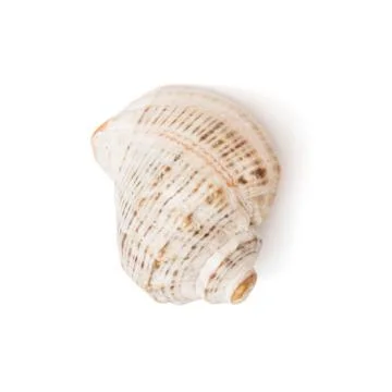 One isolated sea shell Stock Photos