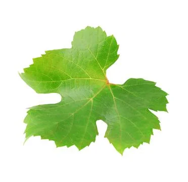 One isolated vine leaf Stock Photos