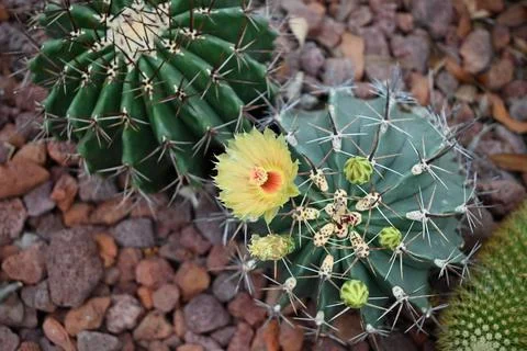 One isolated yellow flower of cactus blossom with red stamen in the garden Foto stock