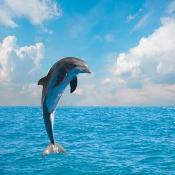 One jumping dolphins Stock Photos