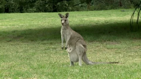 One kangaroo jumping Stock Footage