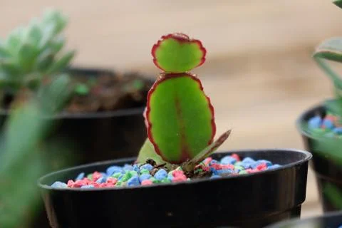 One of a kind of succulent Stock Photos