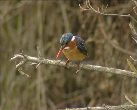 One kingfisher Stock Footage 11615990