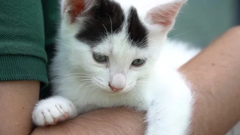 One Kitten being held by man. Man Holding one Kitten. Stock Footage 139871886