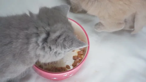 One kitten eats from a cat's bowl, and the second kitten ate and left. Full kitt Stock Footage 119600475