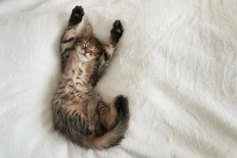 One kitten on a light background raised its paws looking cute Stock Photos