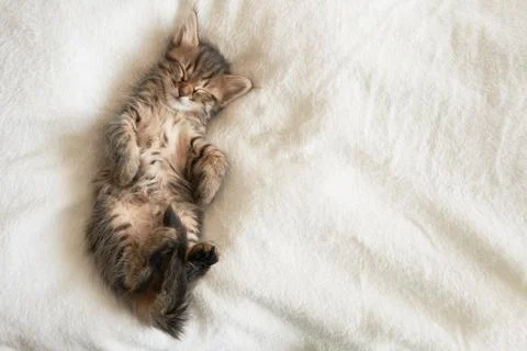 One kitten on a light background raised its paws looking cute Stock Photos