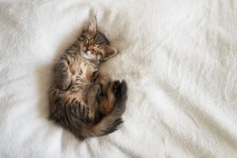 One kitten on a light background raised its paws looking cute Stock Photos
