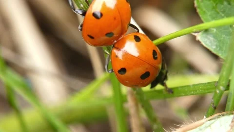 One ladybug crawling over another ladybug on green grass stem. 스톡 동영상 336864667