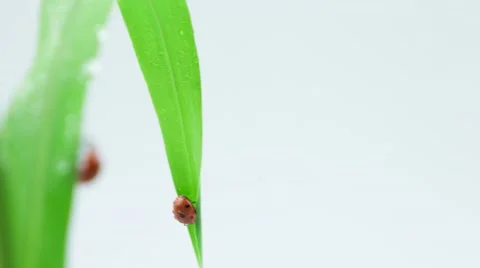One ladybug walking to another on the green grass Stock Footage 52770651